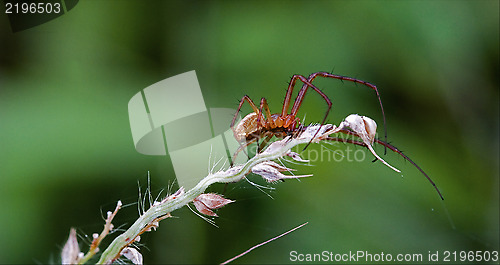 Image of flower web pisauridae pisaura mirabilis 