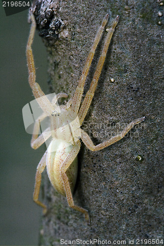 Image of thomisidae tibellus oblungus thomisidae 