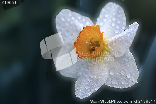 Image of  close up of a yellow white narcissus poeticus