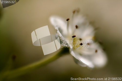 Image of arvensis mespilus germanica  malus sylvestris pyrus