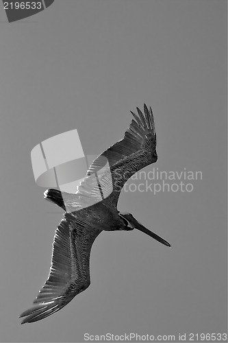 Image of black pelican  flying in  epublica dominicana la romana