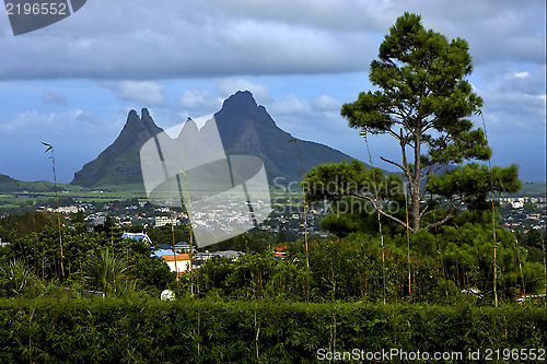 Image of cloudy mountain plant tree