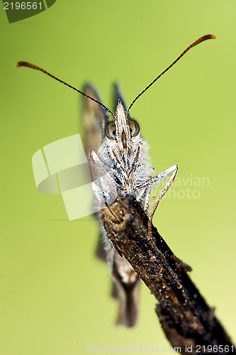 Image of  little brown butterfly resting in a branch