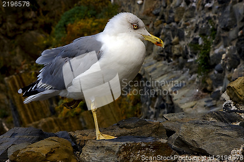 Image of sea gull  rest in the rock