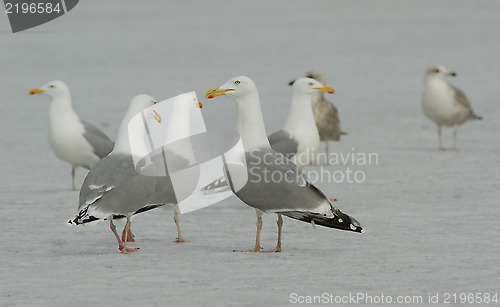 Image of Herring gull on the ice