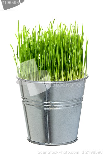 Image of Green grass in a small metal bucket