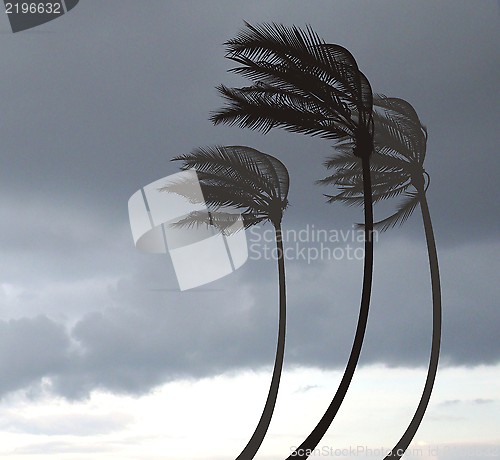 Image of Palms in the Storm