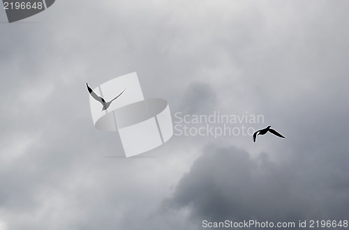 Image of Silhouettes of seagulls