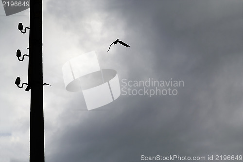 Image of Silhouette of seagull