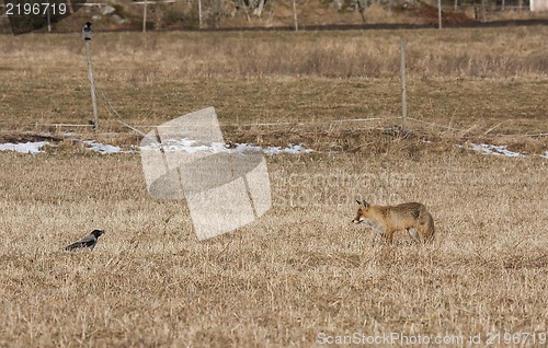 Image of fox and crow