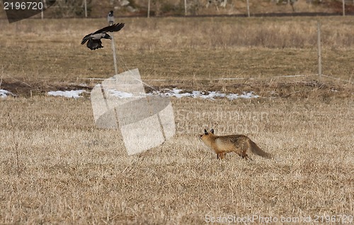 Image of fox and crow