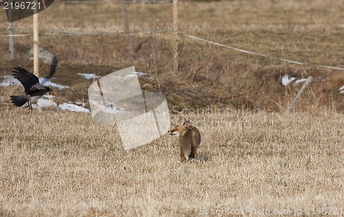 Image of fox and crow