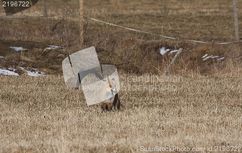 Image of fox and crow