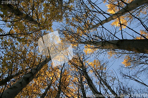 Image of Autumn Trees