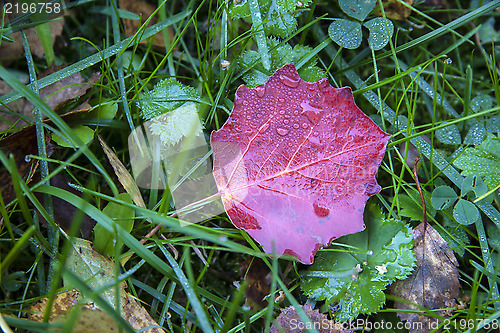 Image of Red leaf and green grass