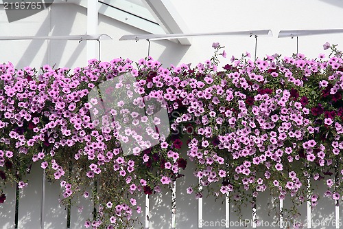 Image of Flowers