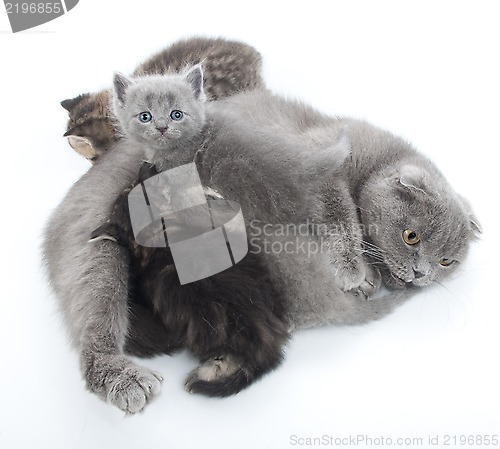 Image of family portrait of Scottish fold cats