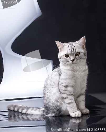 Image of silver tabby Scottish fold kitten 