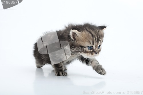 Image of small Scottish straight kitten walking towards