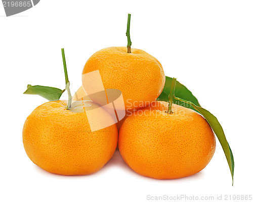 Image of Fresh ripe tangerines with green leaves isolated on white backgr