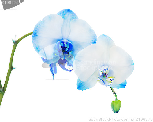 Image of Real blue orchid arrangement centerpiece isolated on white backg