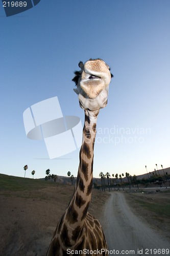 Image of Giraffe Close-up