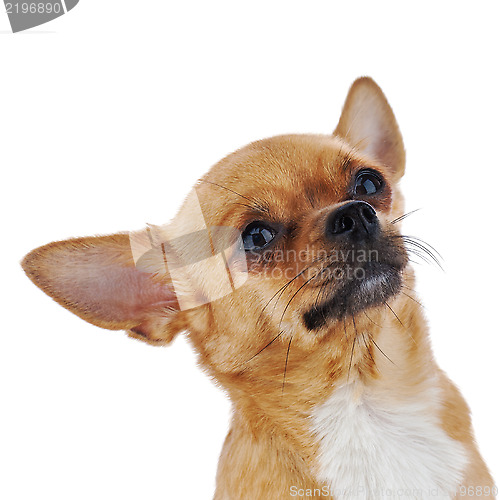 Image of Red chihuahua dog isolated on white background.