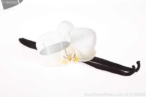 Image of Vanilla pods and flower