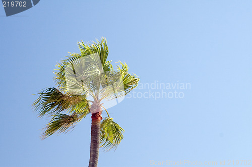 Image of Tropical Palm tree