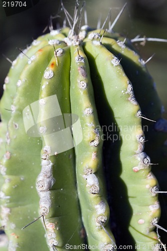 Image of Cactus macro