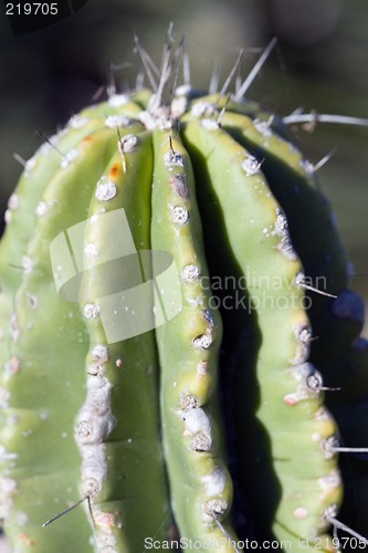 Image of Cactus macro