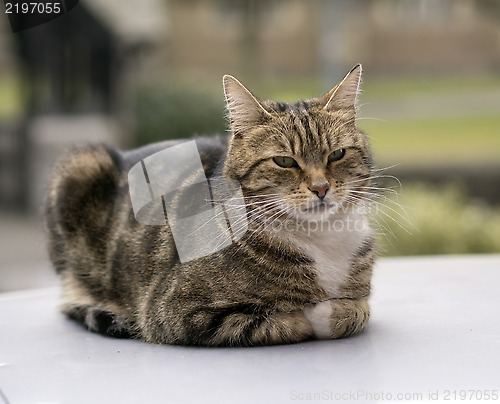 Image of Cat