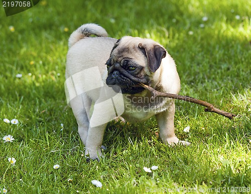 Image of Pug