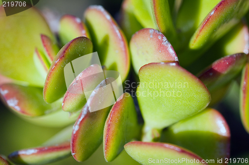 Image of Cactus macro