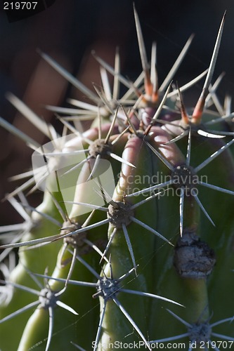 Image of Cactus macro