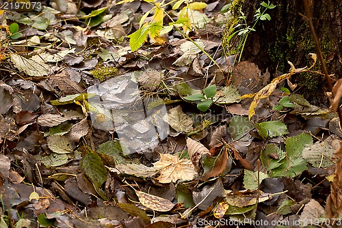 Image of Leaves.