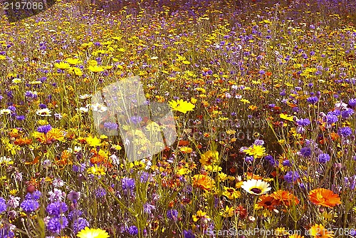 Image of Flower field, Olympic Park