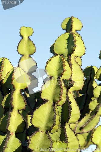 Image of Cactus macro
