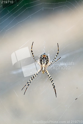 Image of Spider in its web