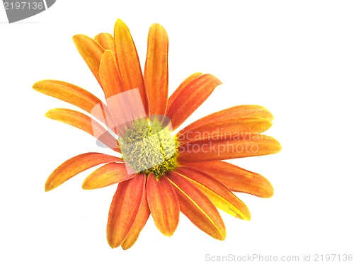 Image of Cape daisy