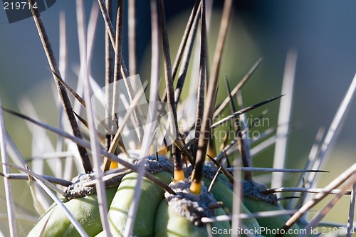Image of Cactus macro