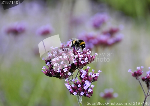 Image of Bumblebee on lilac flower