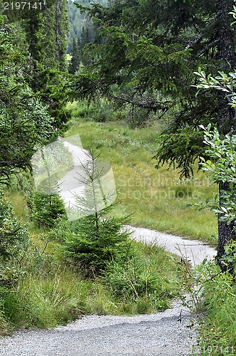 Image of A path into the woodland