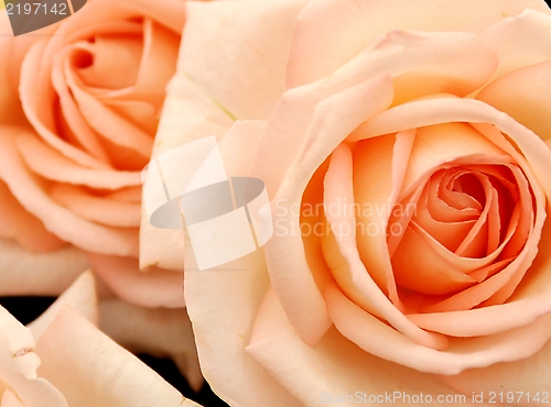 Image of softe orange roses