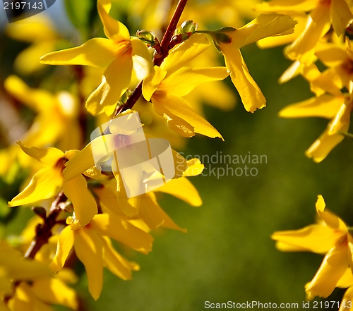 Image of Forsythia