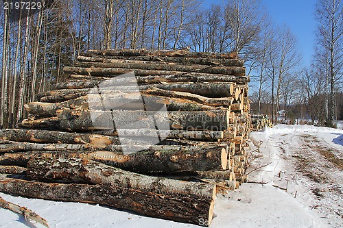 Image of Birch Logs in Winter