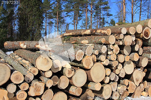 Image of Wooden Logs with Conifers and Blue Sky