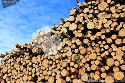 Image of Pulp Wood and Blue Sky