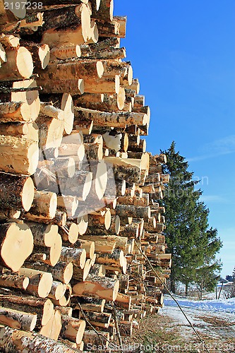 Image of Wood and Growing Spruce Tree