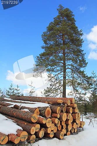 Image of Wood and Growing Pine Tree